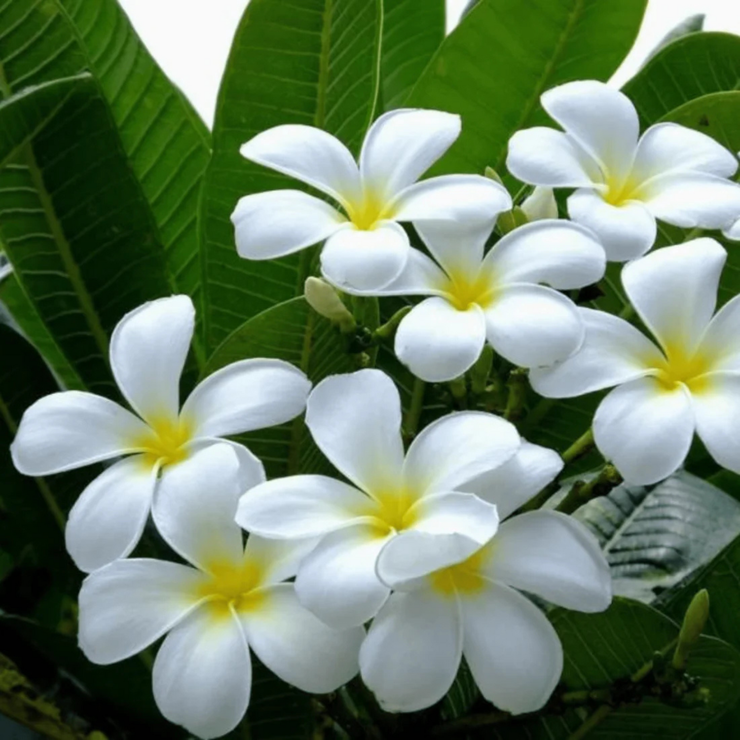 Plumeria Flowering Plants Combo