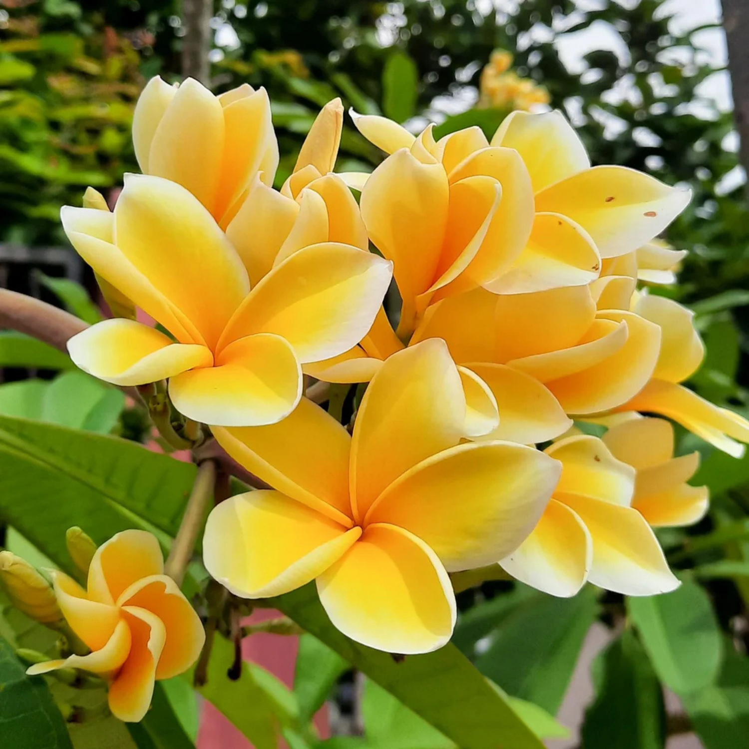 Plumeria Flowering Plants Combo