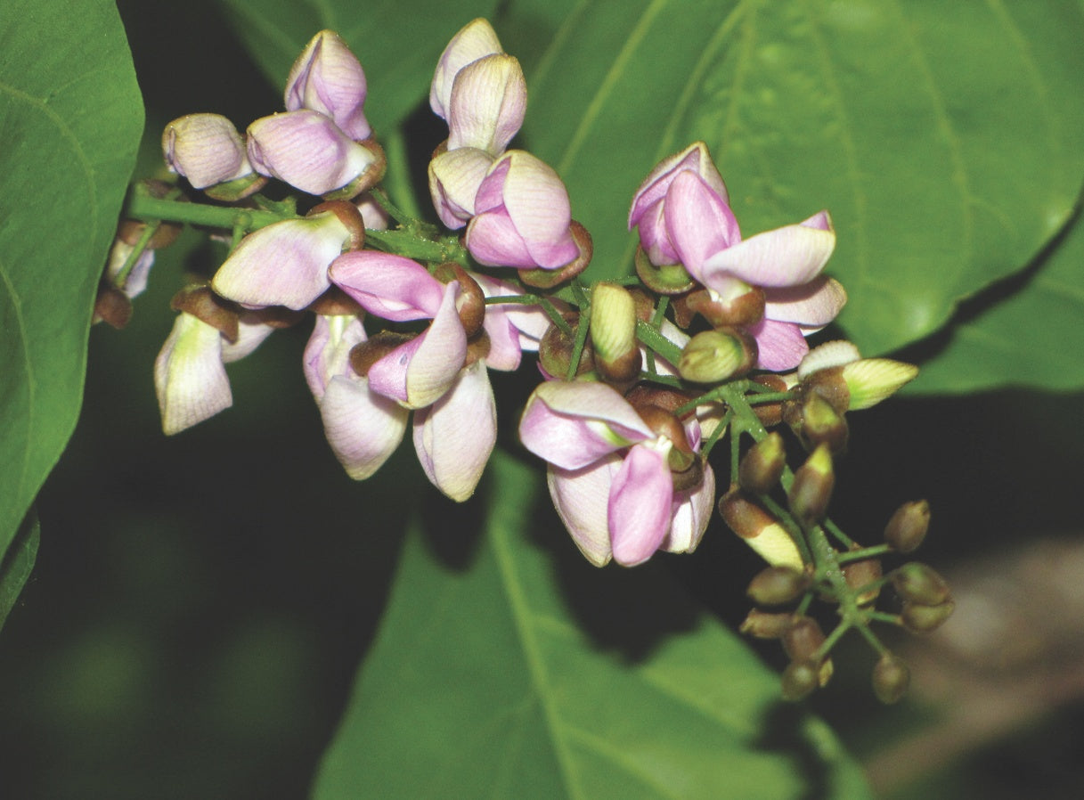 Indian Beech Tree (Millettia pinnata) Rare Live Plant