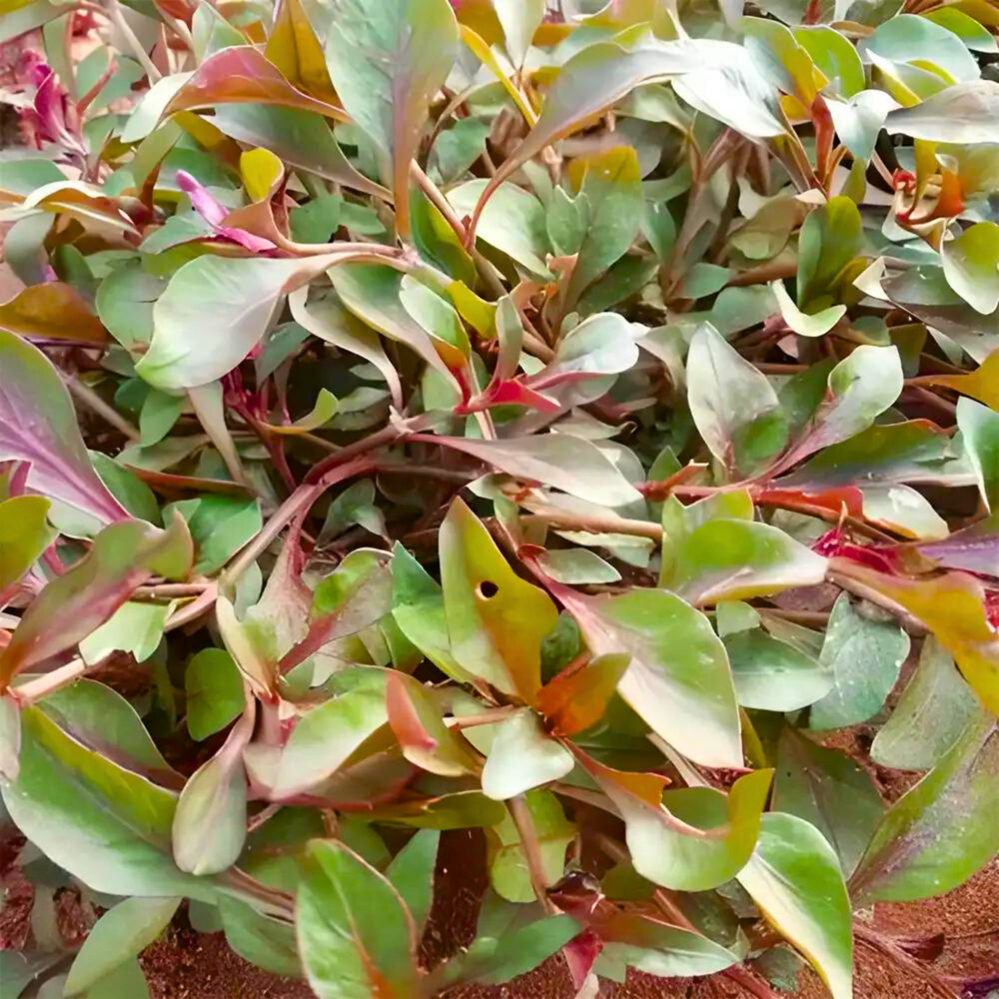 Ponnanganni Cheera / Spinach (Alternanthera sessilis) Medicinal Live Plant