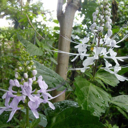 Poocha Meesha / Cats Whiskers (Orthosiphon Aristatus) Medicinal Live Plant