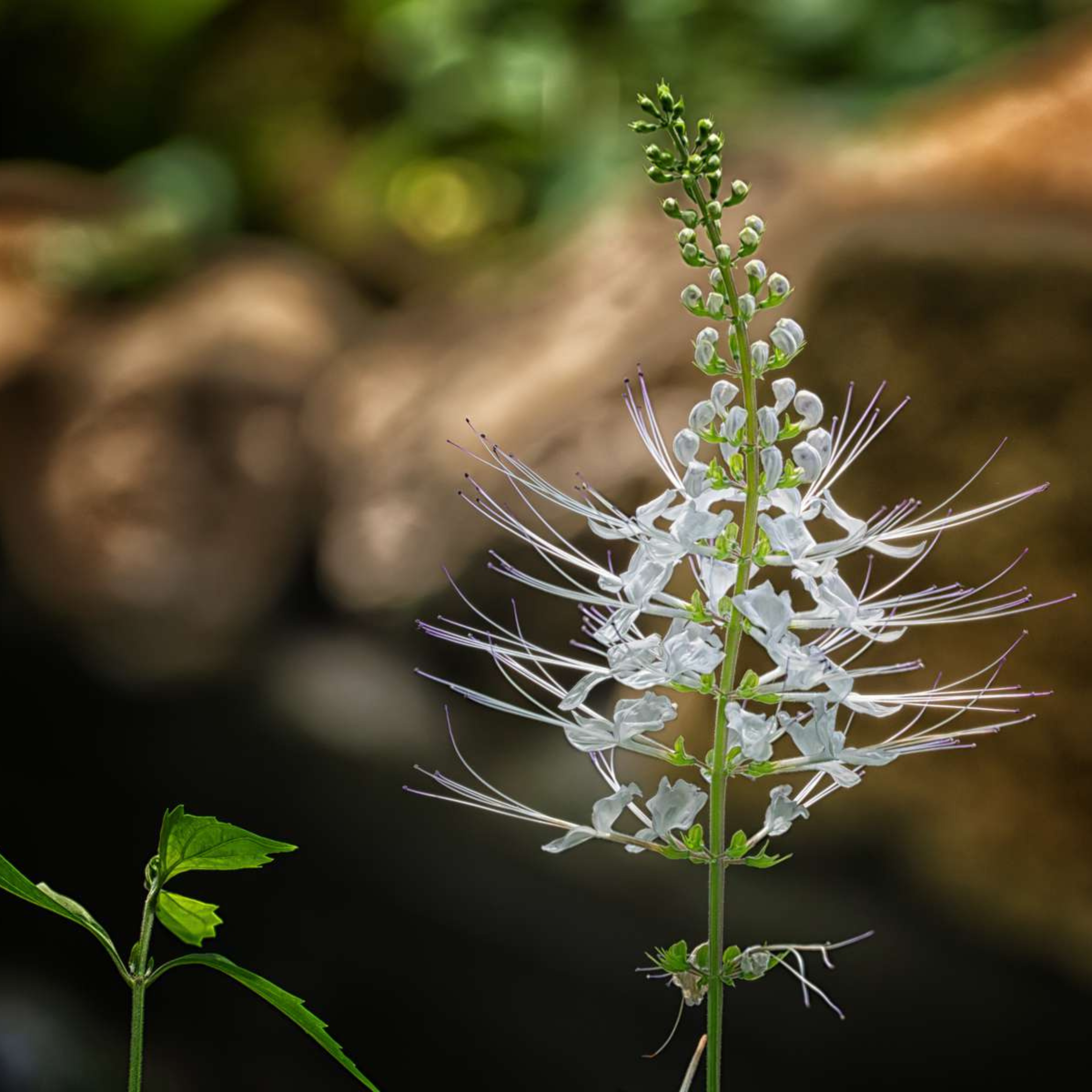 Poocha Meesha / Cats Whiskers (Orthosiphon Aristatus) Medicinal Live Plant