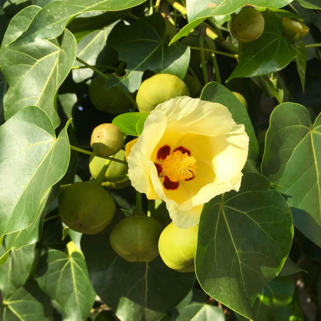 Poovarasu / Portia Tree (Thespesia Populnea) Rare All Time Flowering Live Plant