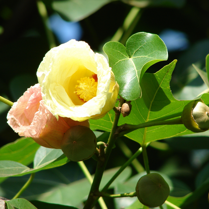 Poovarasu / Portia Tree (Thespesia Populnea) Rare All Time Flowering Live Plant