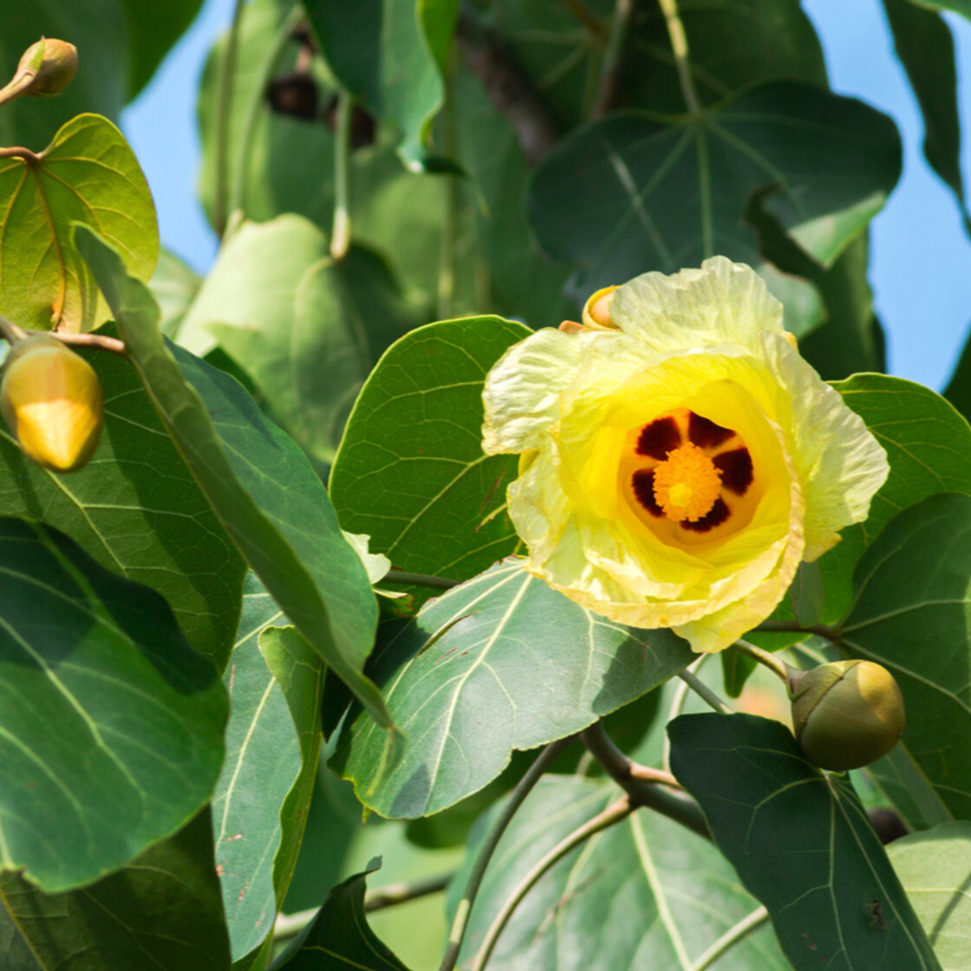 Poovarasu / Portia Tree (Thespesia Populnea) Rare All Time Flowering Live Plant