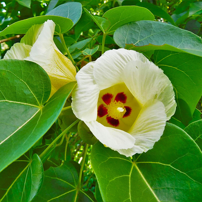 Poovarasu / Portia Tree (Thespesia Populnea) Rare All Time Flowering Live Plant