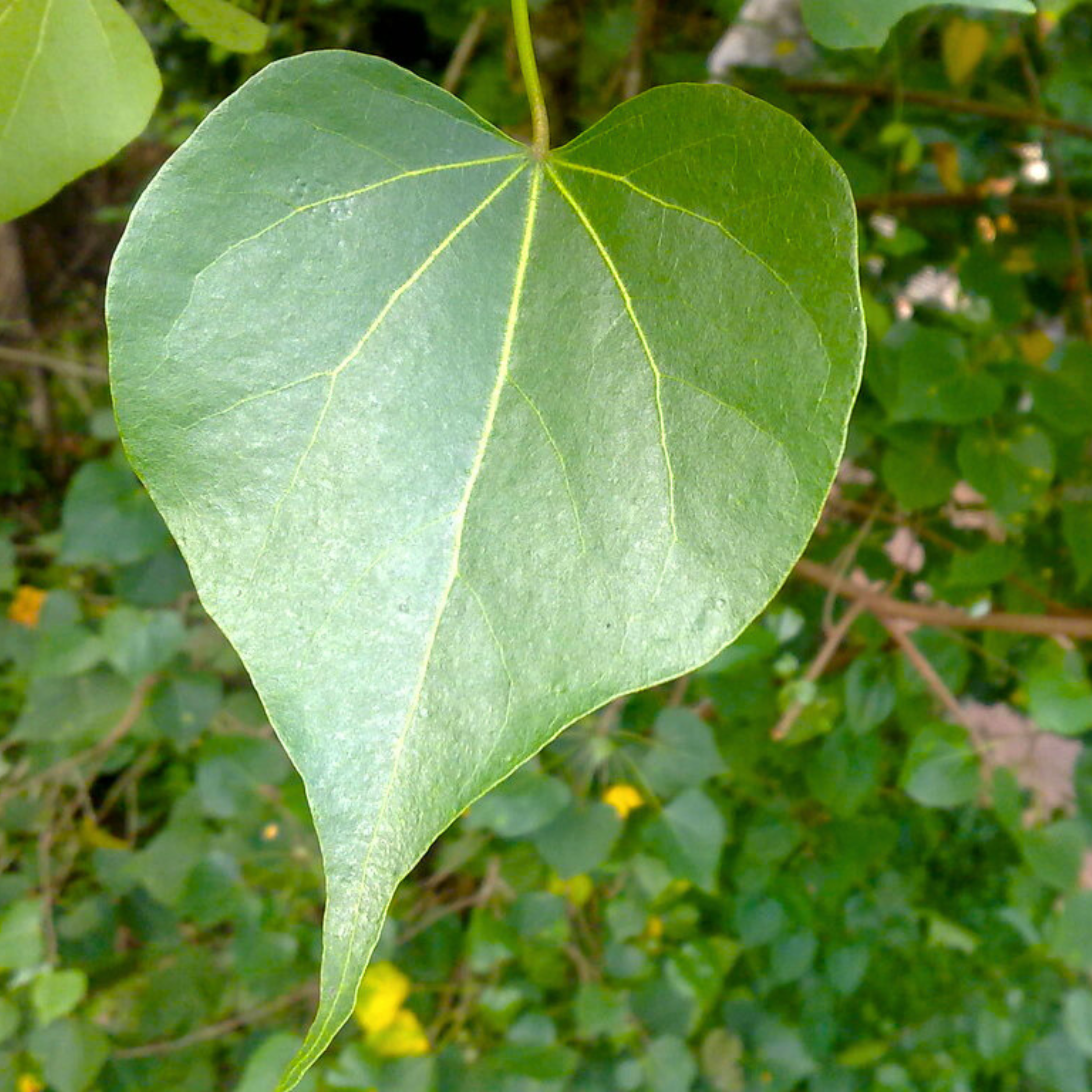 Poovarasu / Portia Tree (Thespesia Populnea) Rare All Time Flowering Live Plant