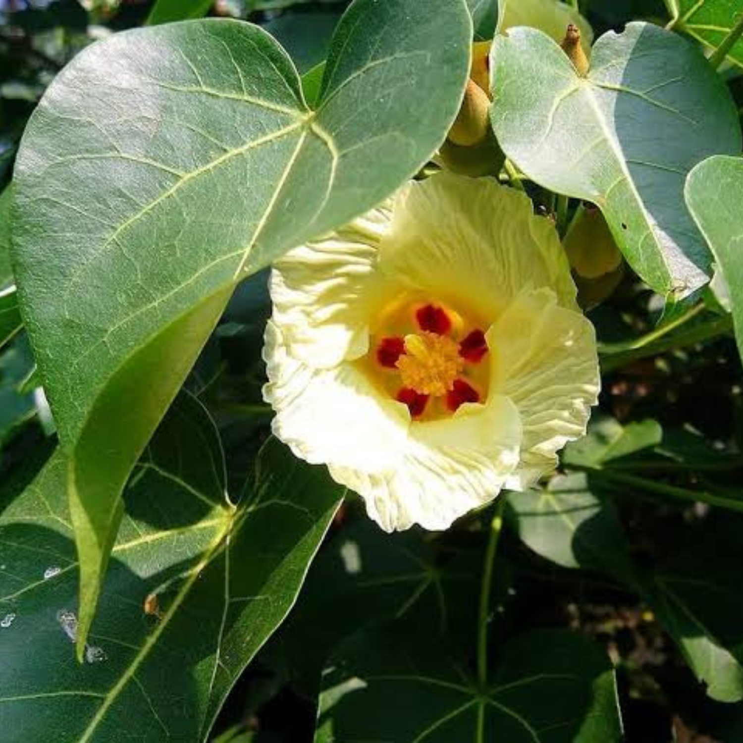 Poovarasu / Portia Tree (Thespesia Populnea) Rare All Time Flowering Live Plant