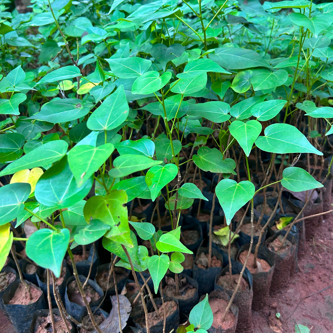 Poovarasu / Portia Tree (Thespesia Populnea) Rare All Time Flowering Live Plant