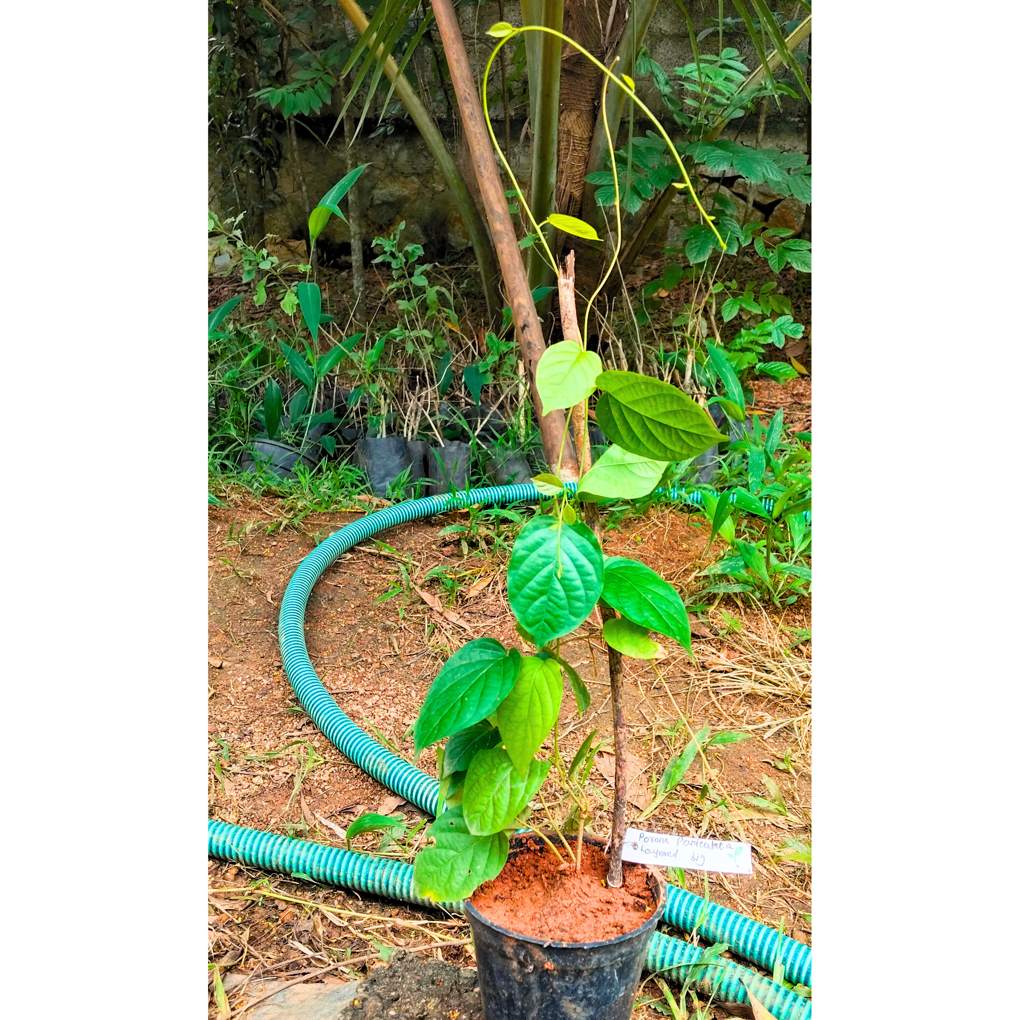 Porana Paniculata (Manimulla) Layered Live Plant
