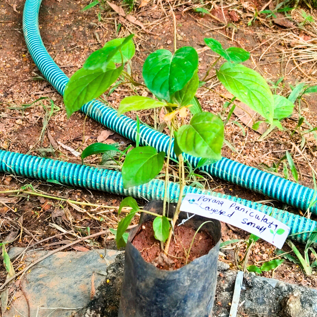 Porana Paniculata (Manimulla) Layered Live Plant