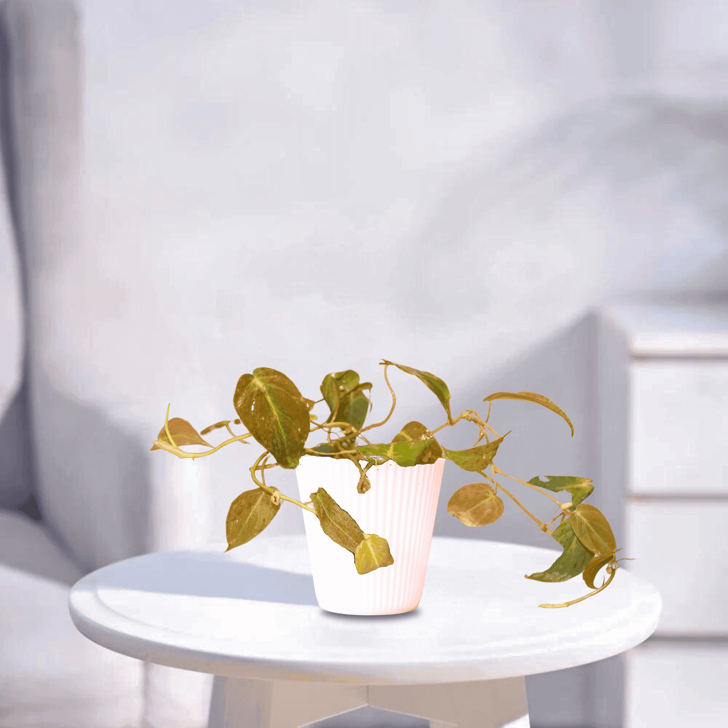 Pothos | Indoor Plant