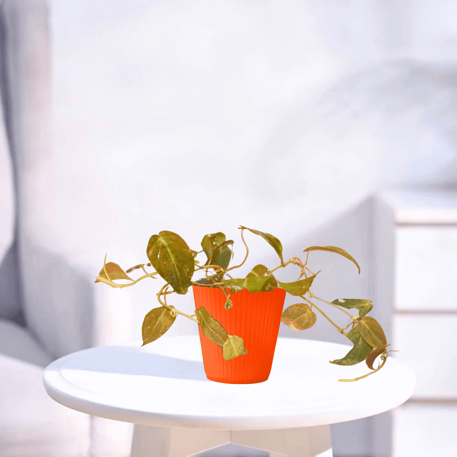 Pothos | Indoor Plant