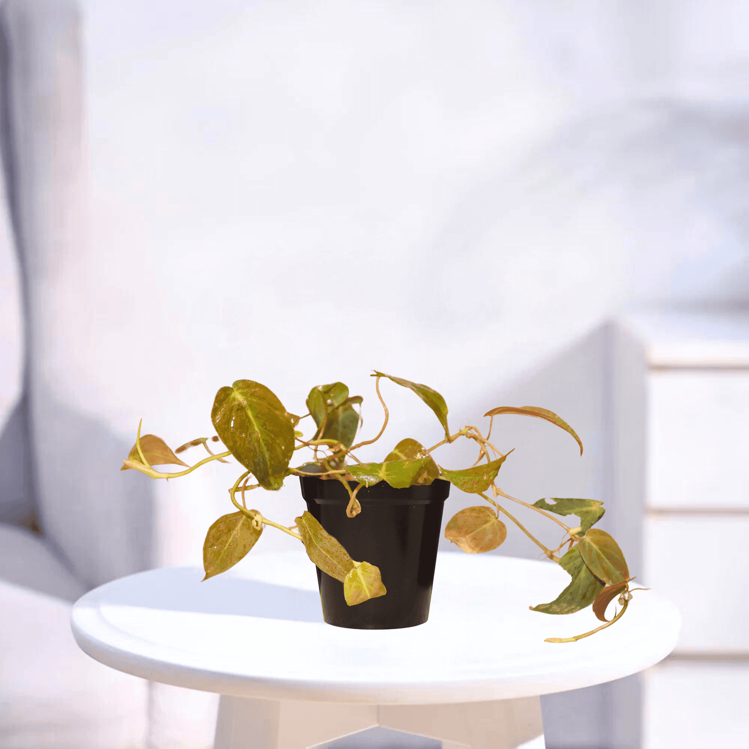 Pothos | Indoor Plant