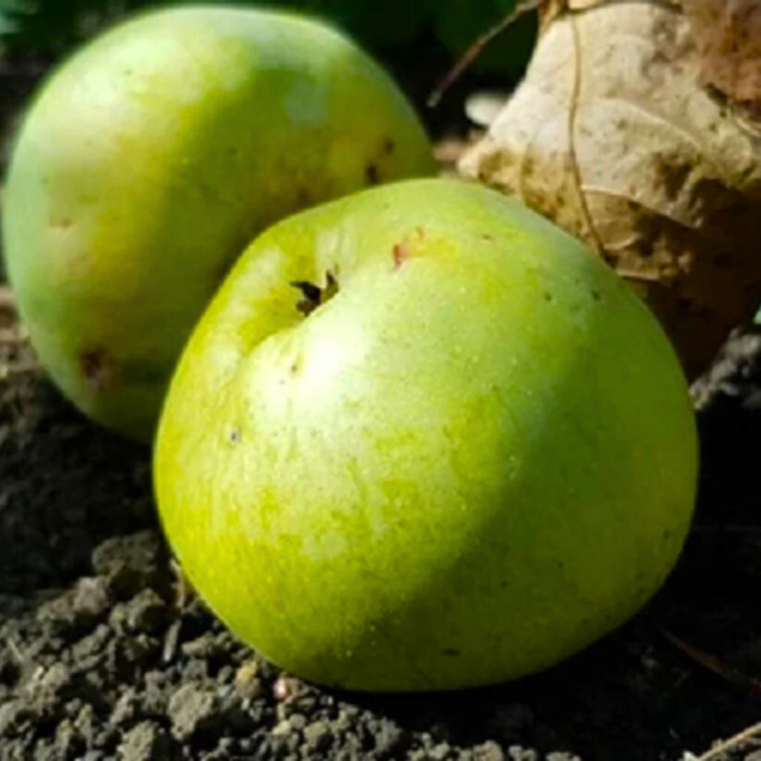 Pouteria macrocarpa Fruit Live Plant