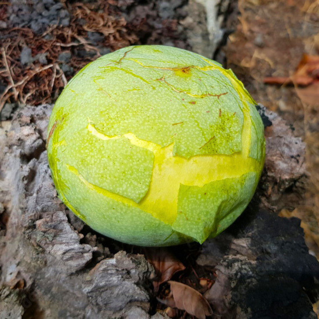 Pouteria macrocarpa Fruit Live Plant