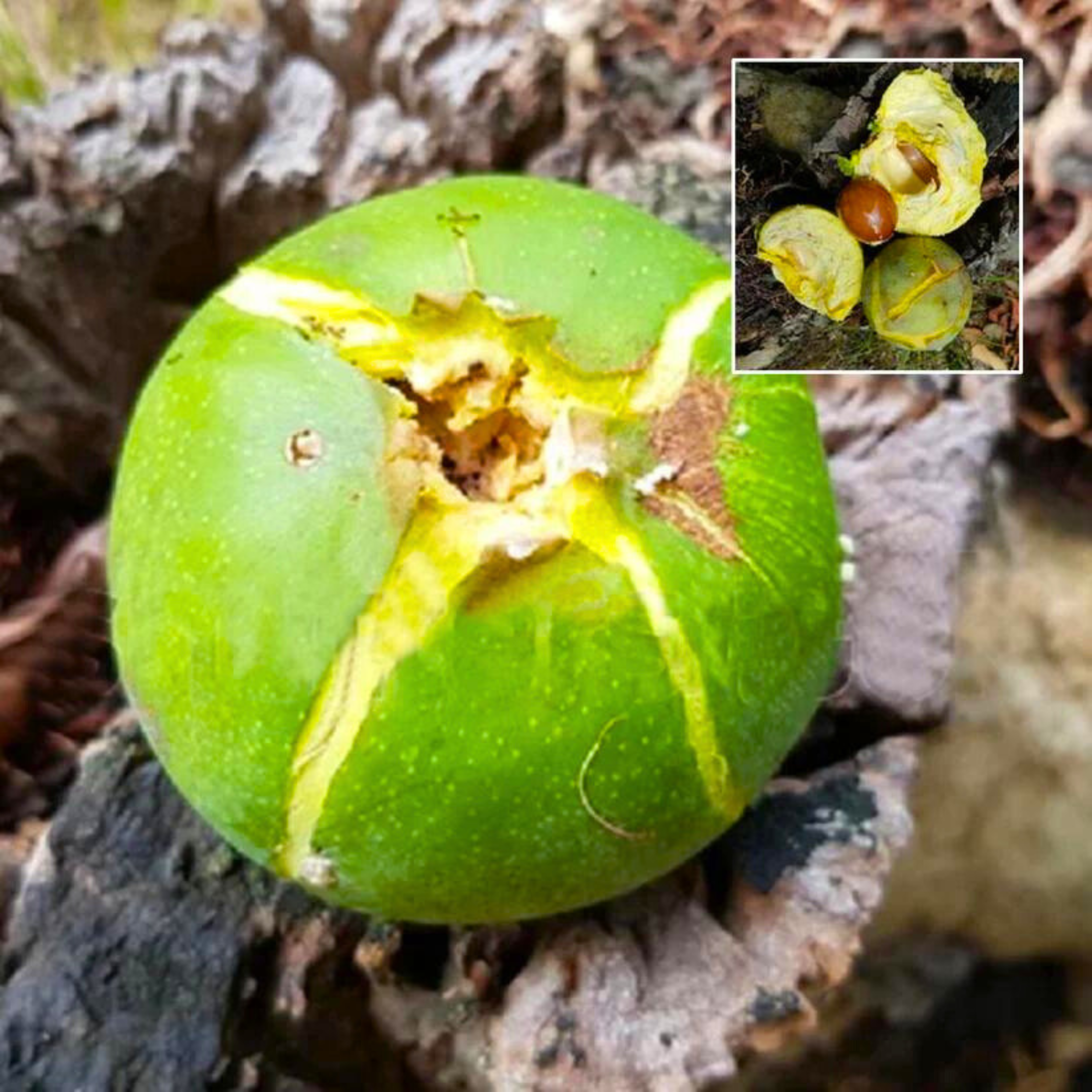 Pouteria macrocarpa Fruit Live Plant