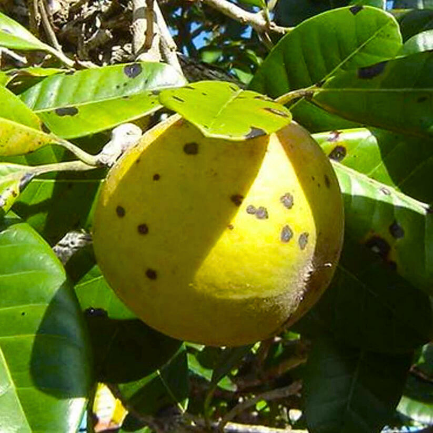 Pouteria macrocarpa Fruit Live Plant