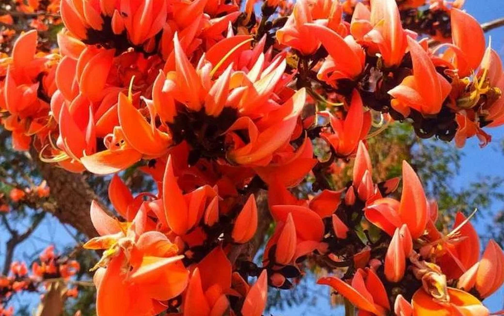 Yellow Palash &amp; Red Palash Combo All Time Flowering Layered Live Plants
