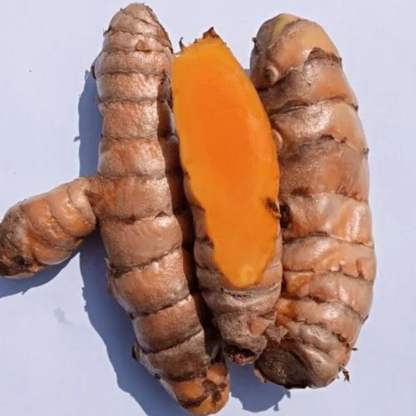 Prathibha Turmeric (Curcuma Longa) Medicinal Live Plant