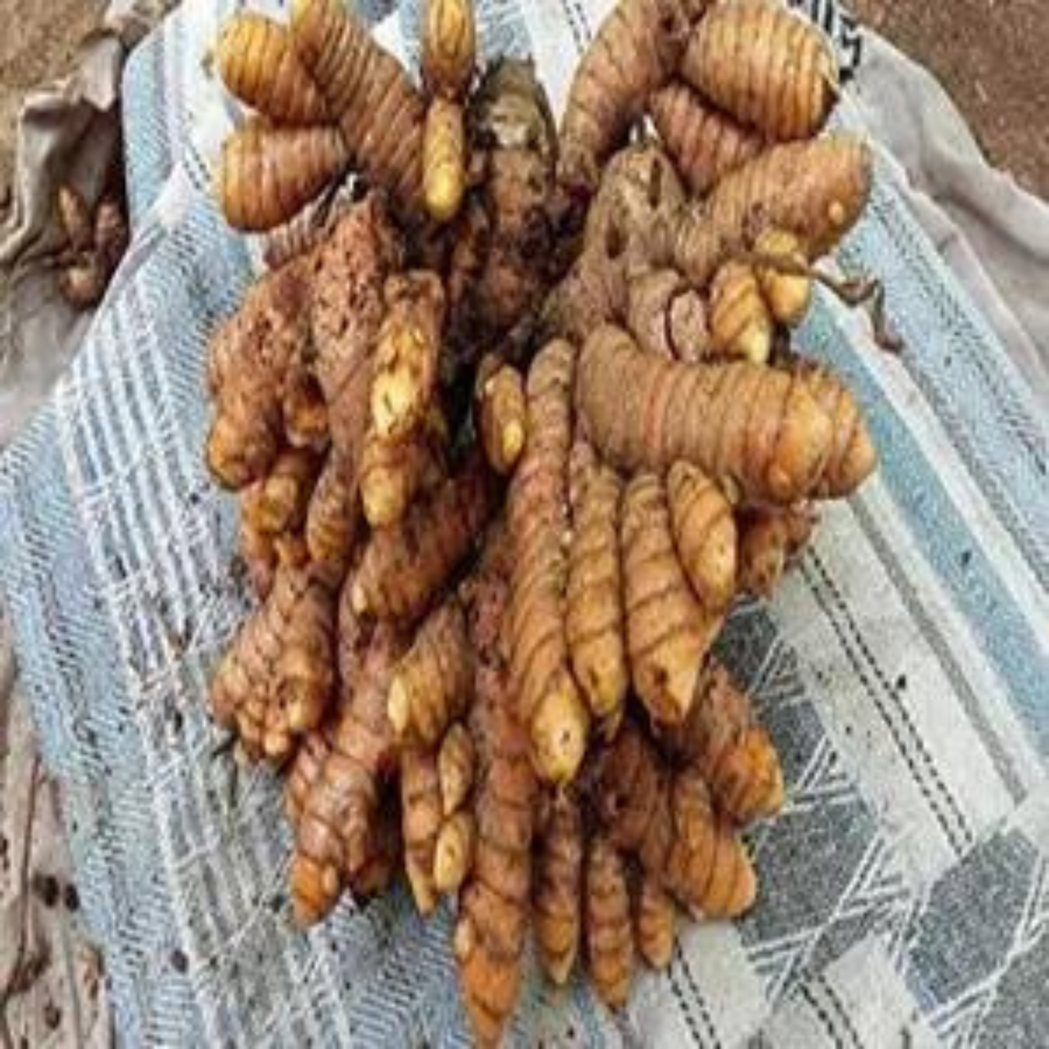 Prathibha Turmeric (Curcuma Longa) Medicinal Live Plant