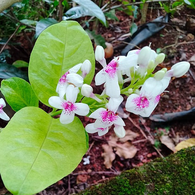 Pseuderanthemum Maculatum (Green Leaf) Flowering Live Plant