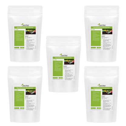 Pseudomonas Fluorescens Biofertilizer