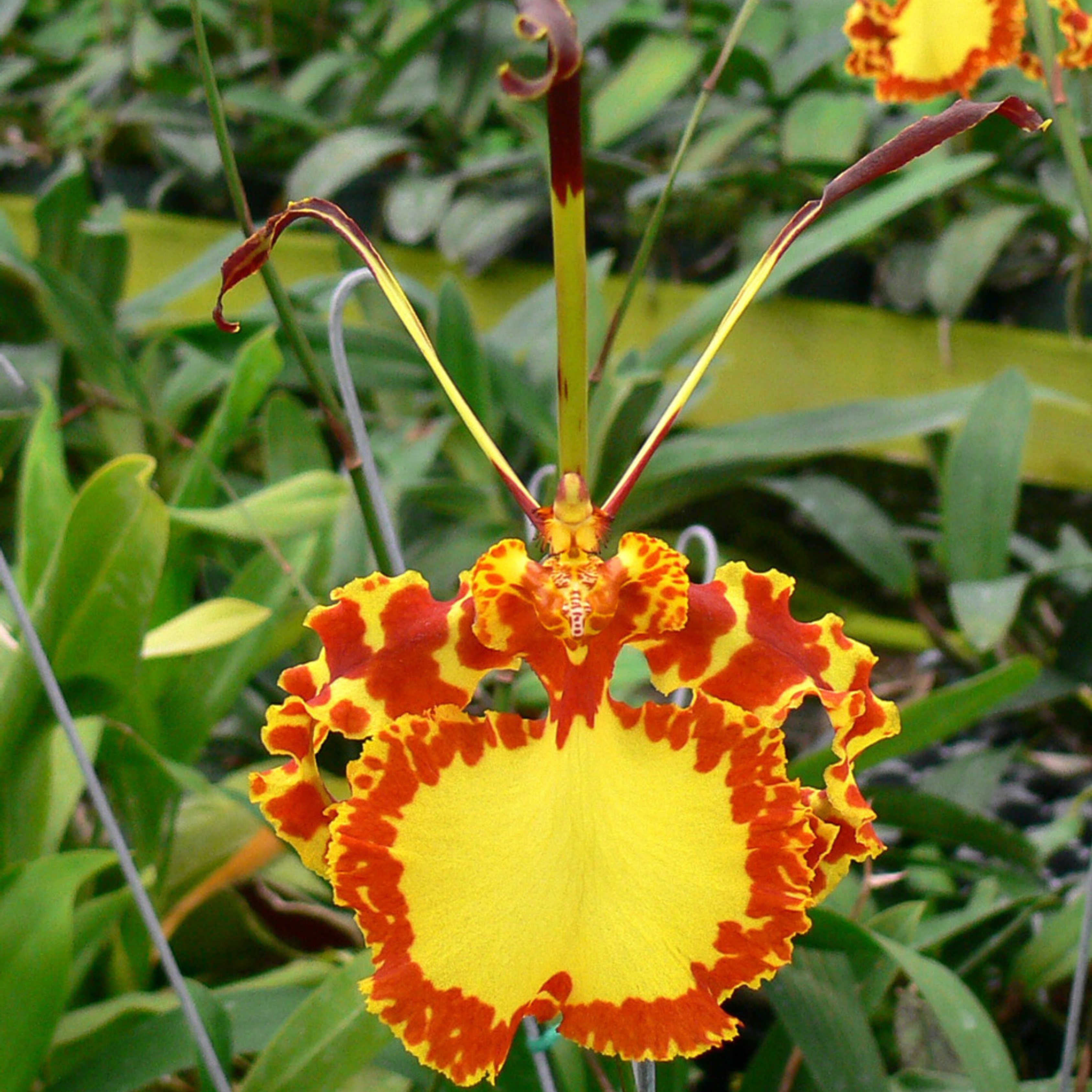 Psychopsis Mendenhall ‘Hildos’ FCC (Blooming Size)