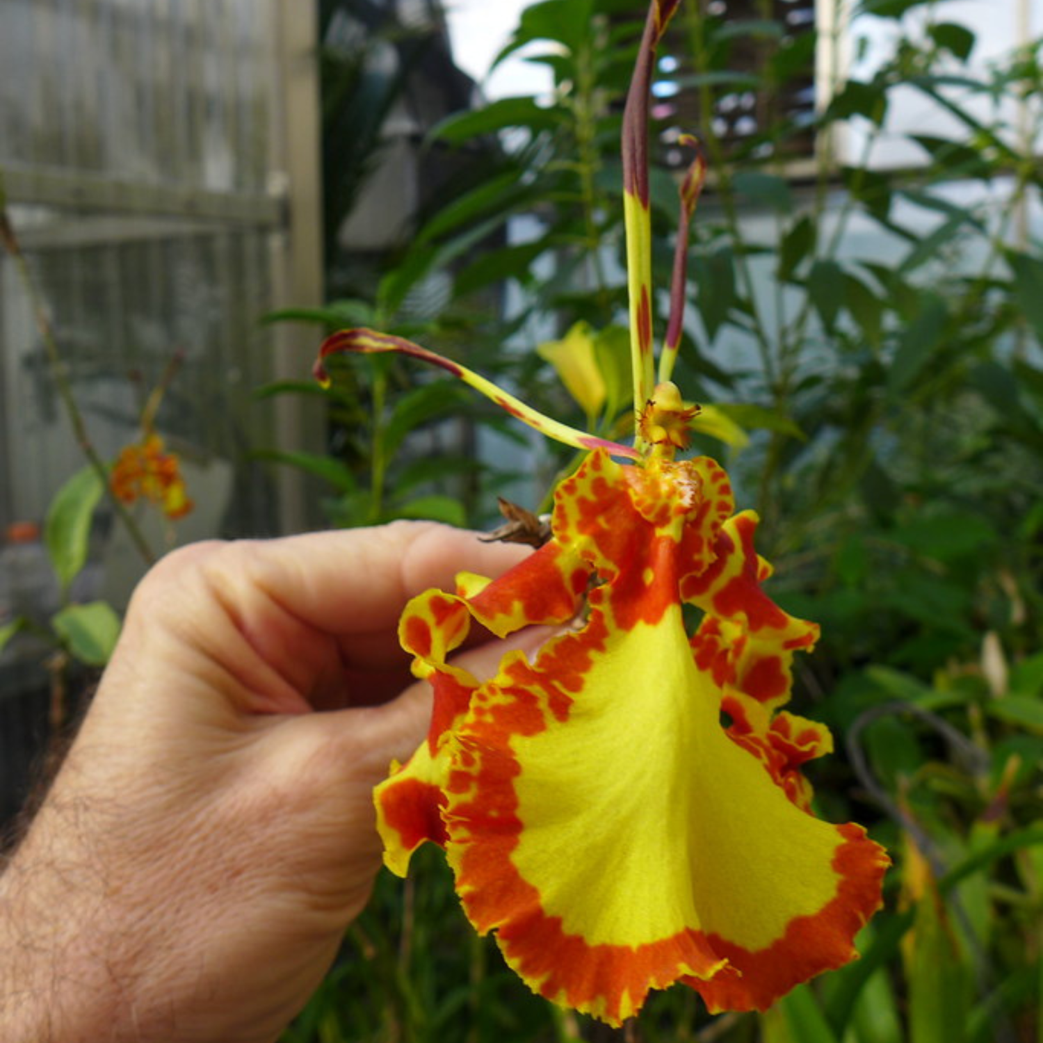 Psychopsis Mendenhall ‘Hildos’ FCC (Blooming Size)