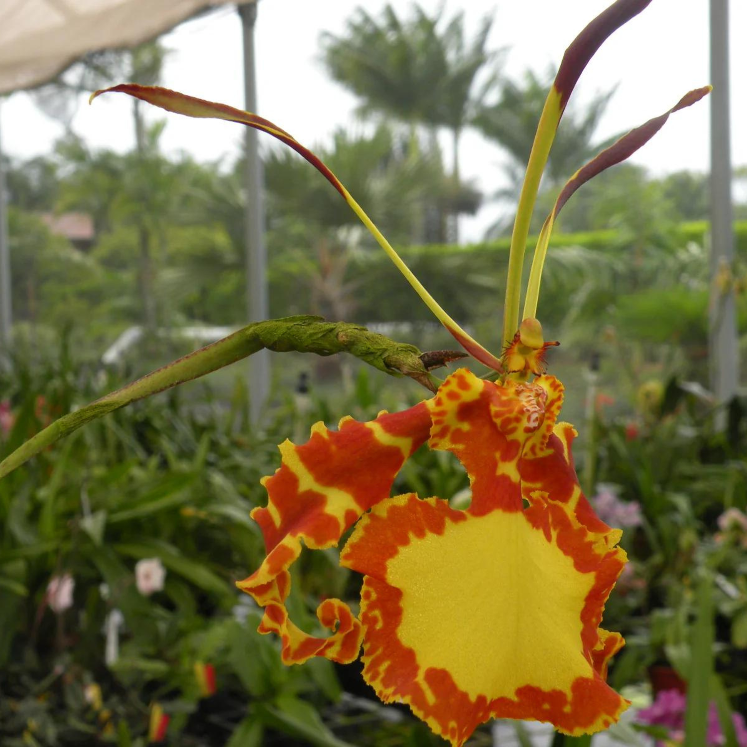 Psychopsis Mendenhall ‘Hildos’ FCC (Blooming Size)