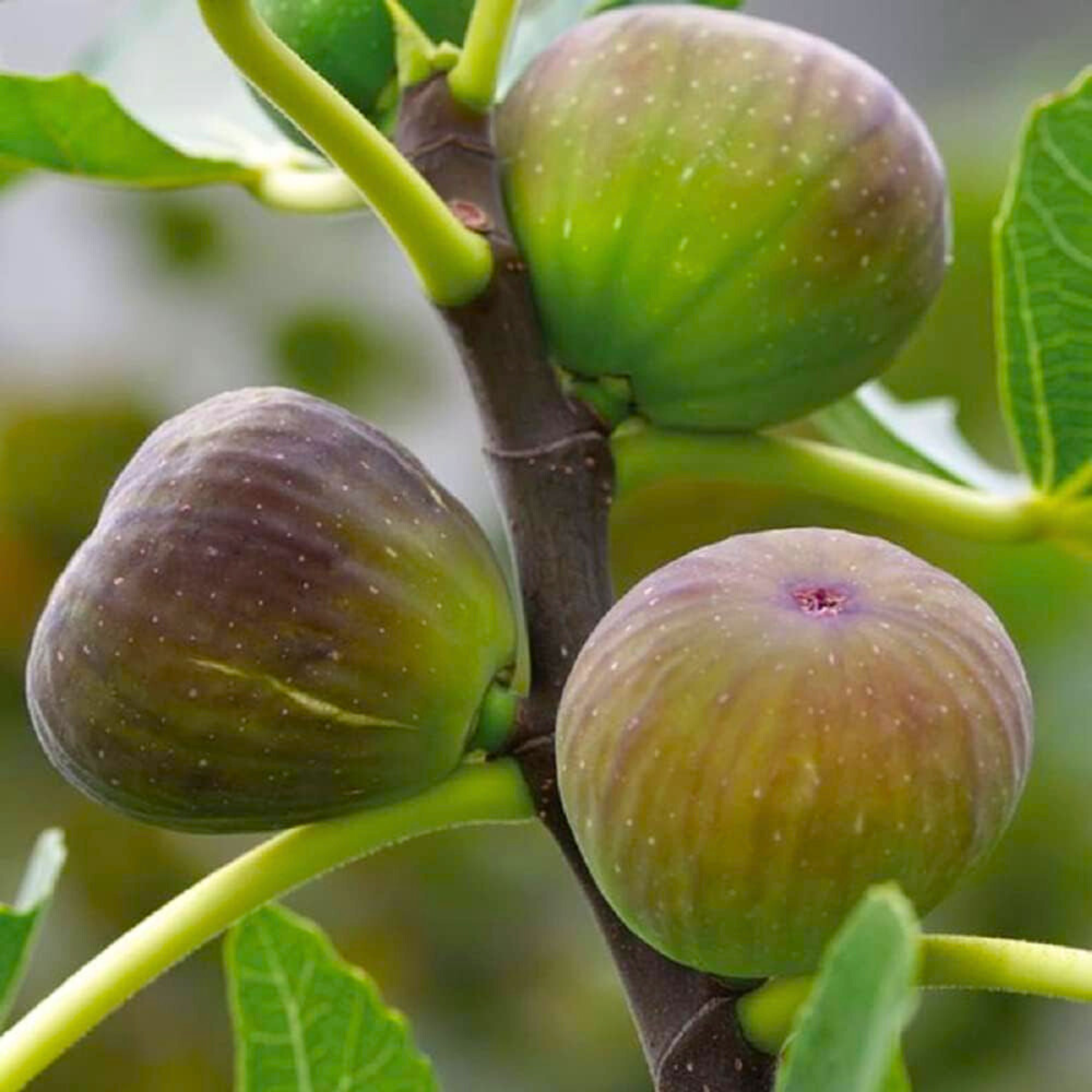 Pune Red Fig Live Plant (Ficus carica)