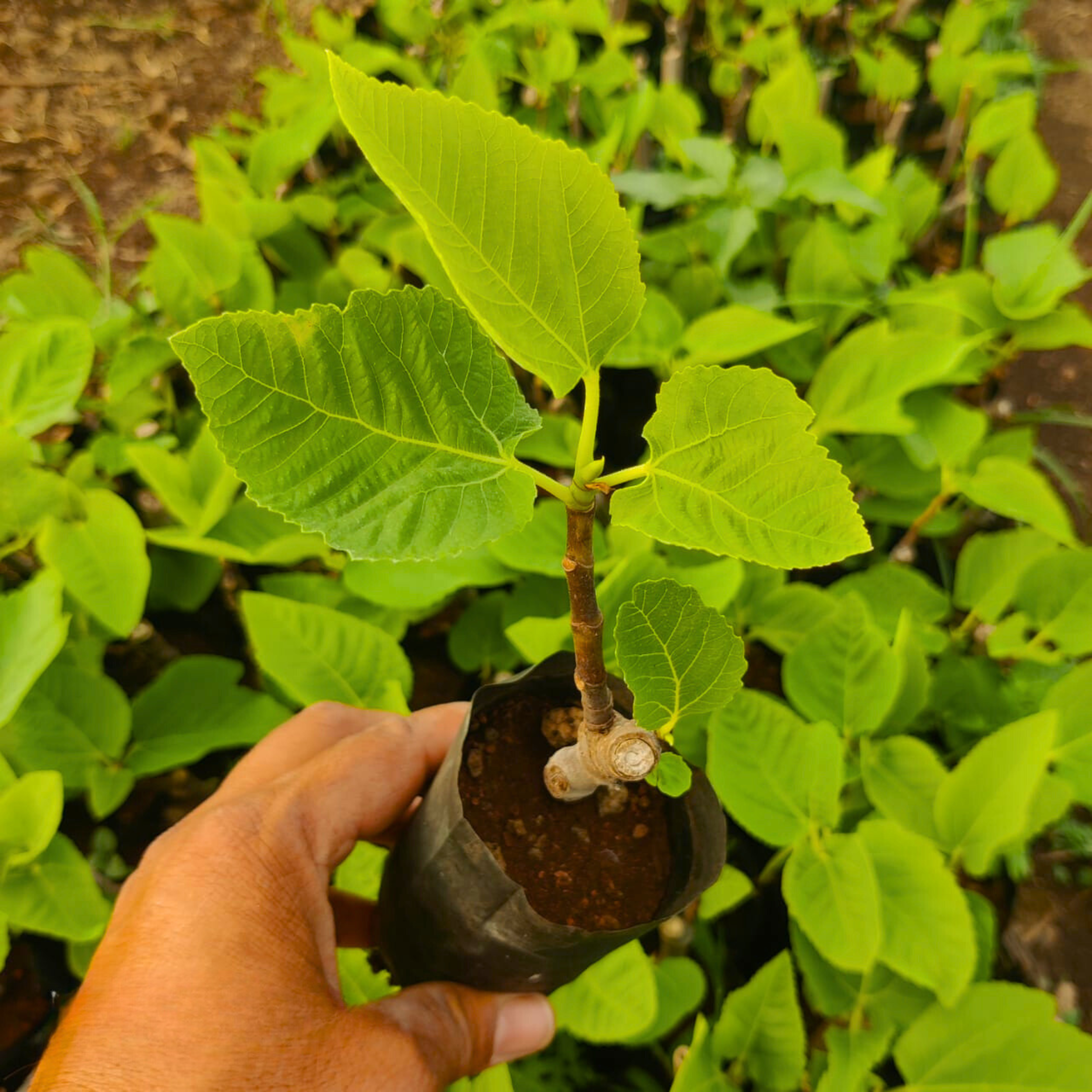 Pune Red Fig Live Plant (Ficus carica)