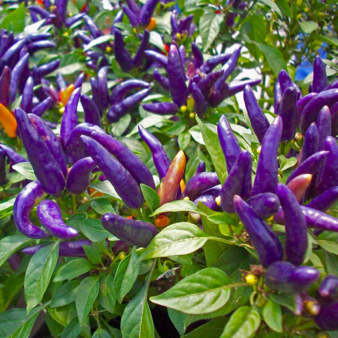 Purple Chilli (Capsicum annuum) Live Plant