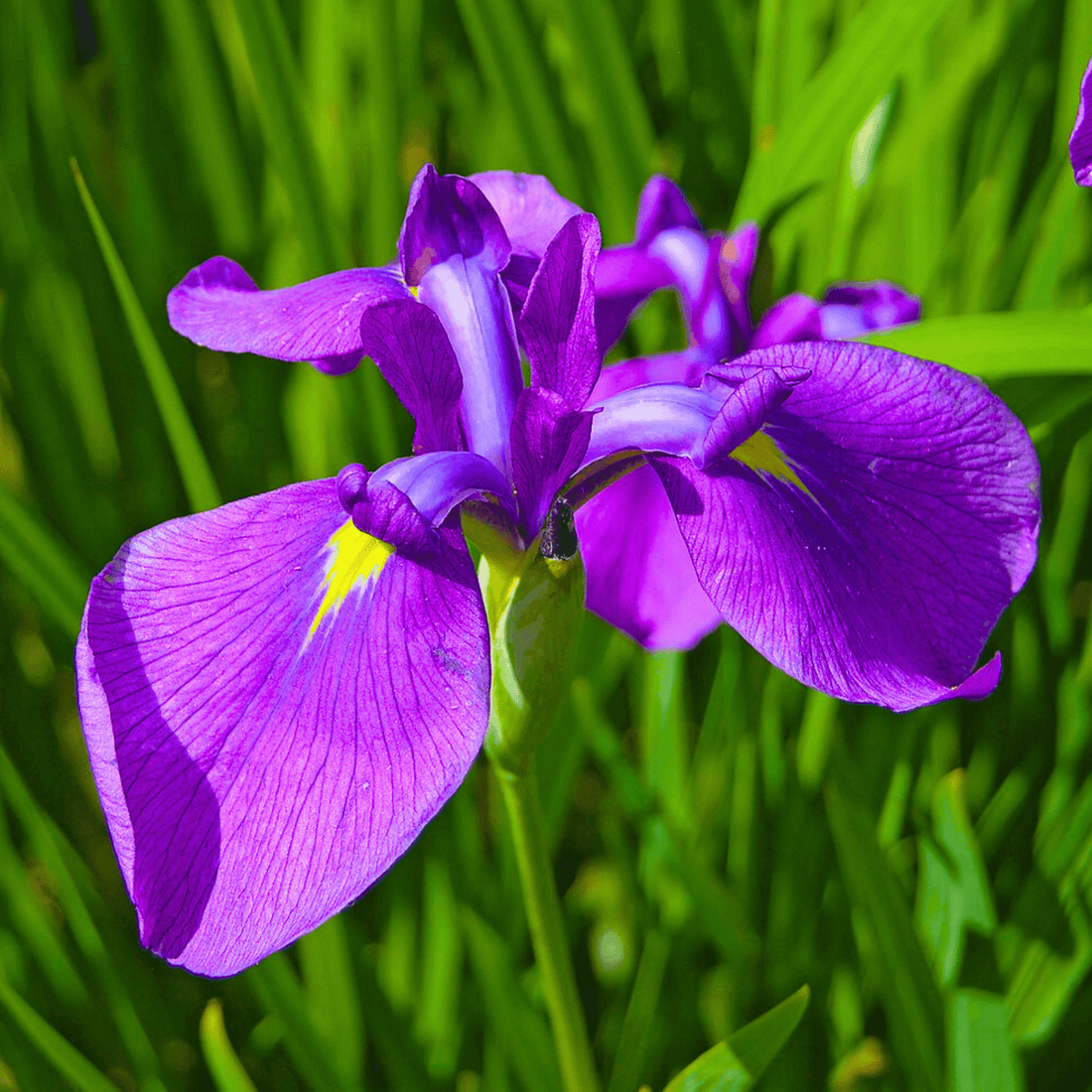 Purple Iris (Iris versicolor) All Time Flowering Live Plant