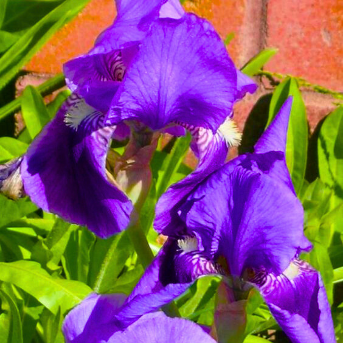 Purple Iris (Iris versicolor) All Time Flowering Live Plant