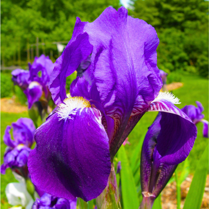 Blue Iris/spurious Iris All Time Flowering Live Plant