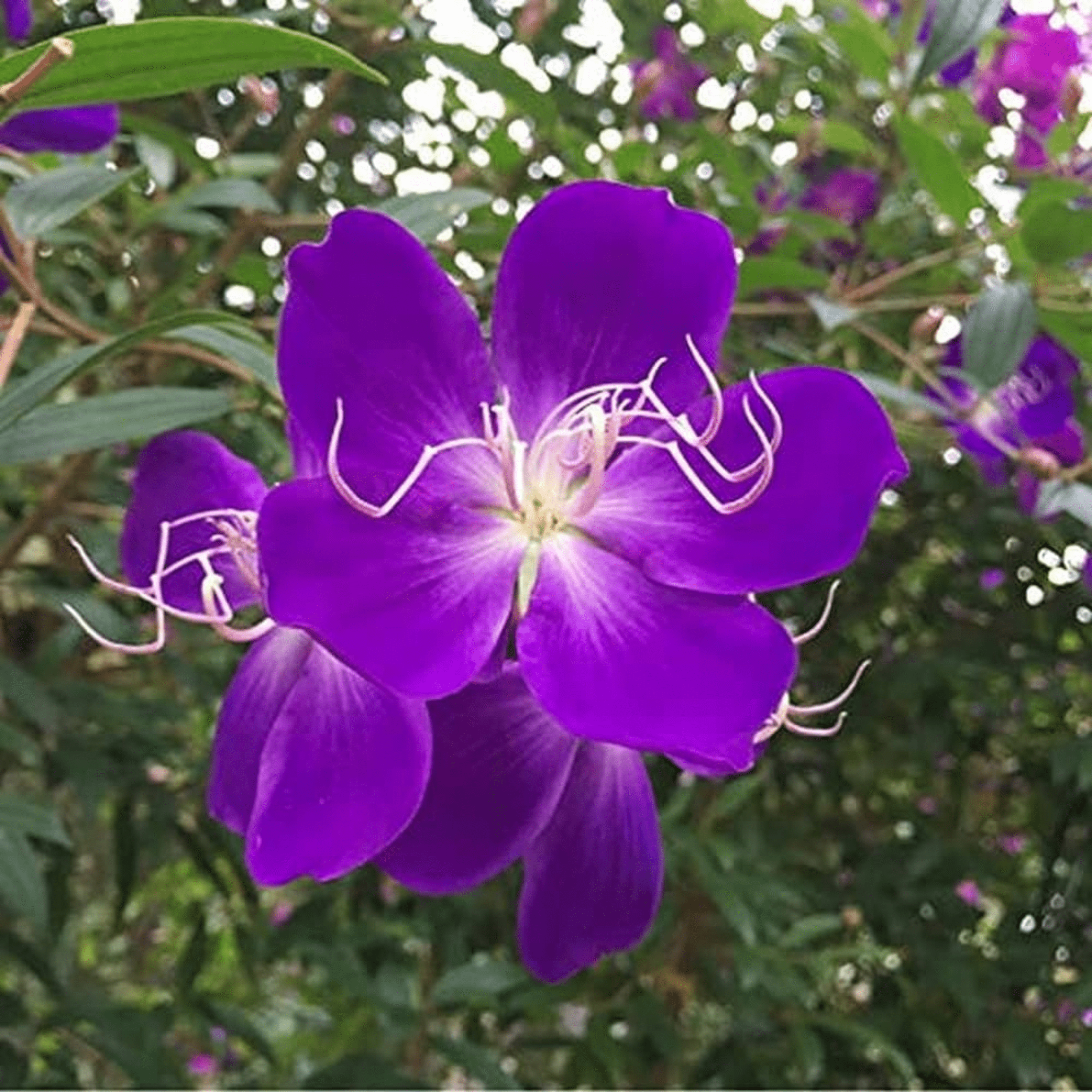 Purple Melastoma (Tibouchina) Flowering Live Plant