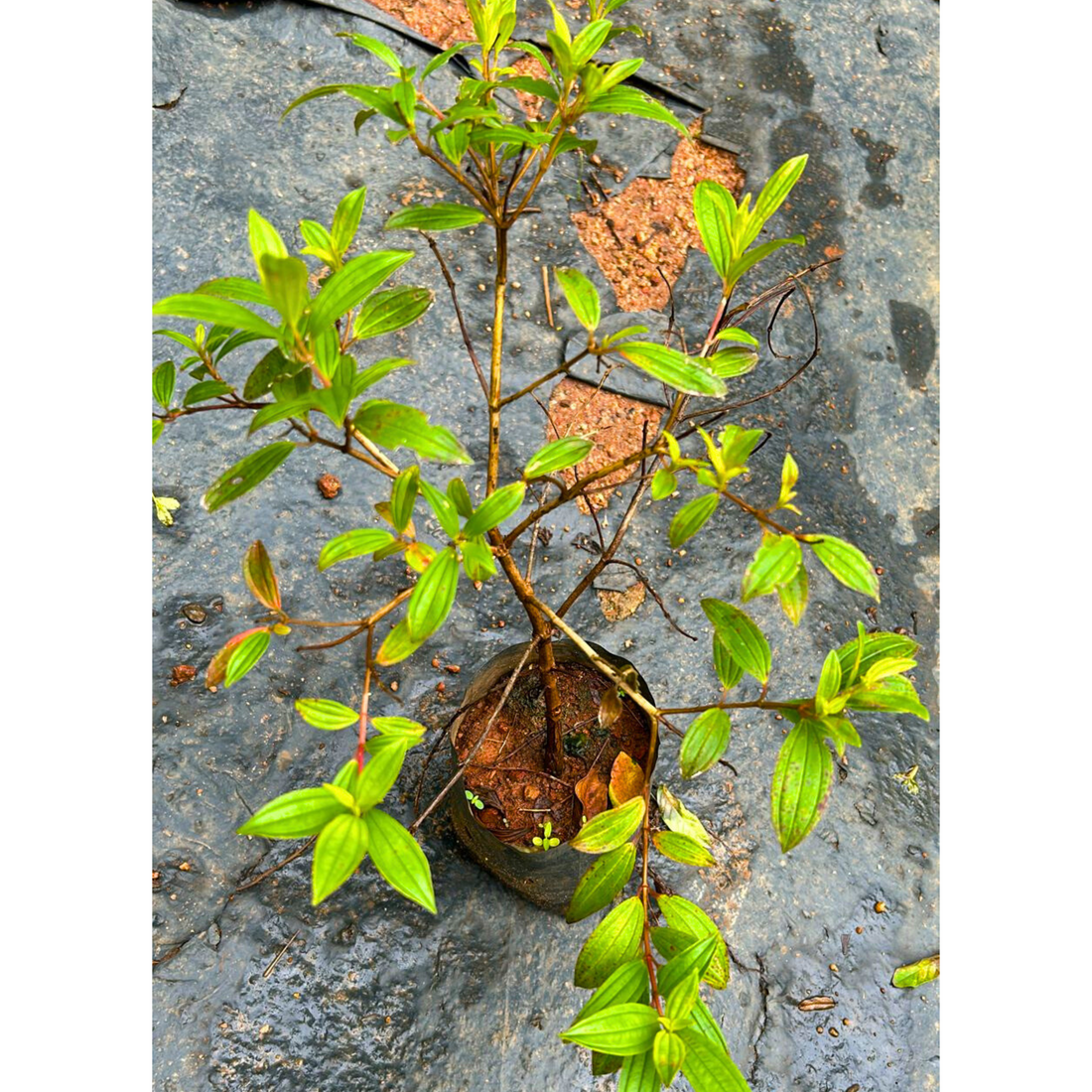 Purple Melastoma (Tibouchina) Flowering Live Plant