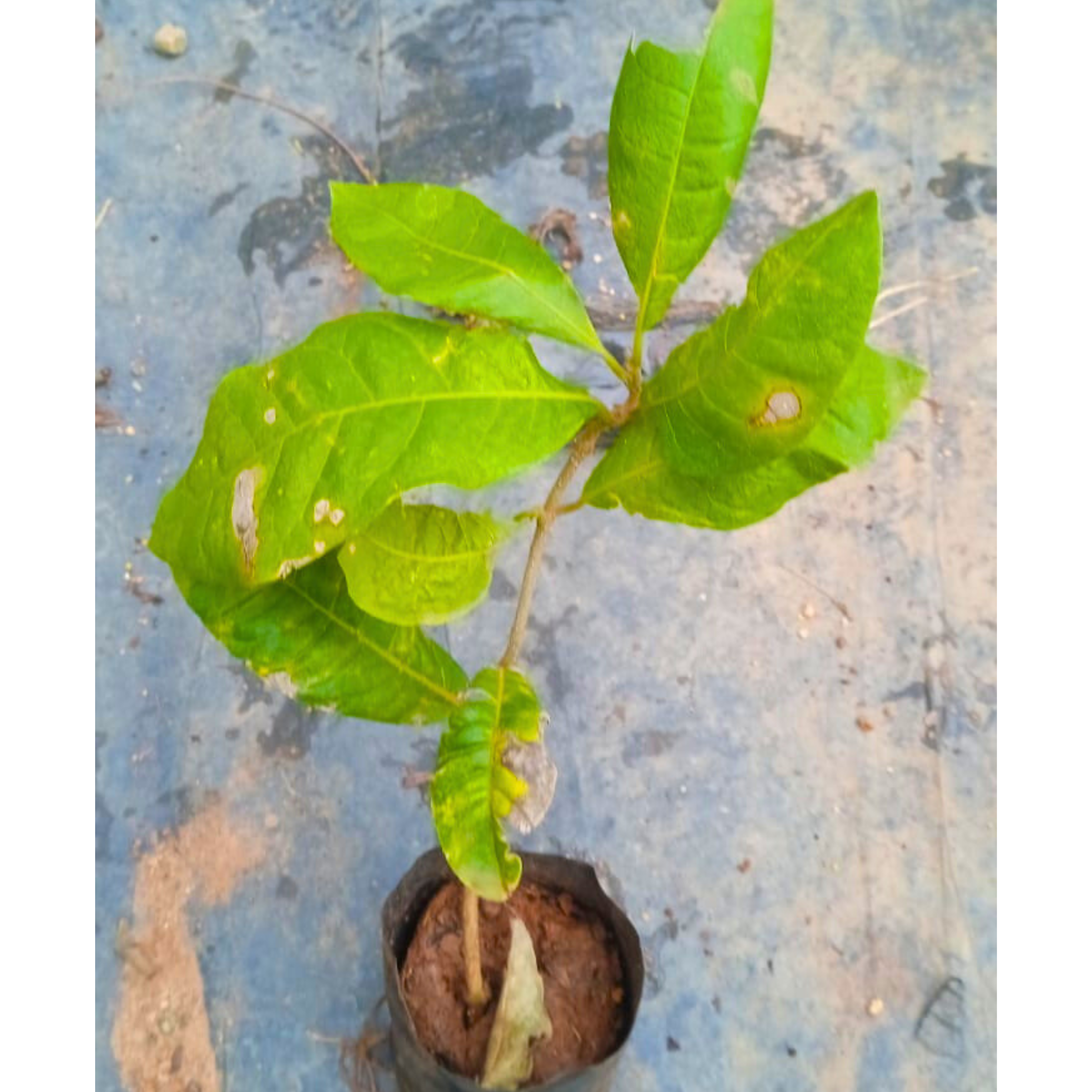 Purple Wreath, Sandpaper Vine Layered Live Plant