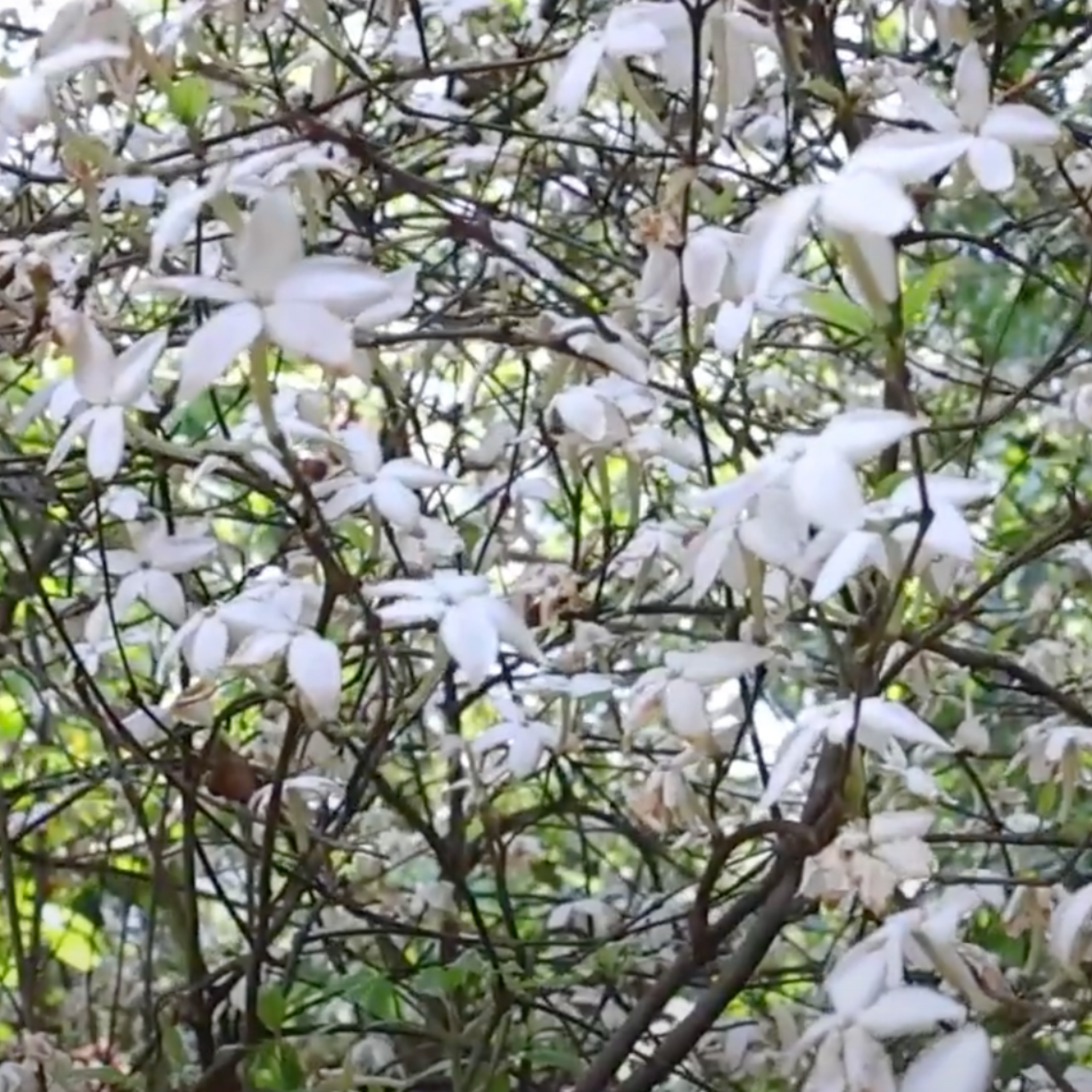 Pushkara Mulla Highly Fragrant Medicinal / Flowering Live Plant