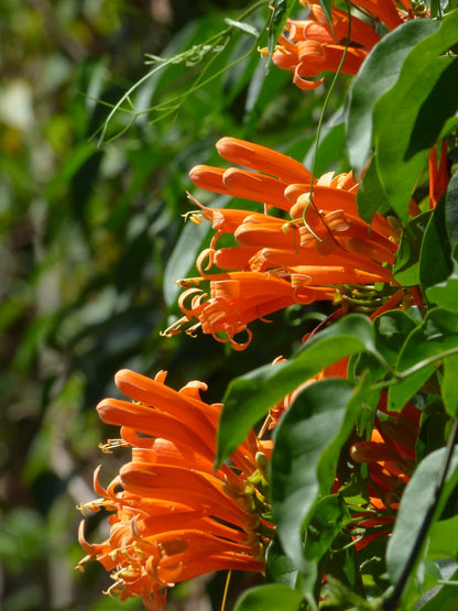 Flaming Trumpet Vine (Pyrostegia Venusta) Creeper/Climber Flowering Live Plant