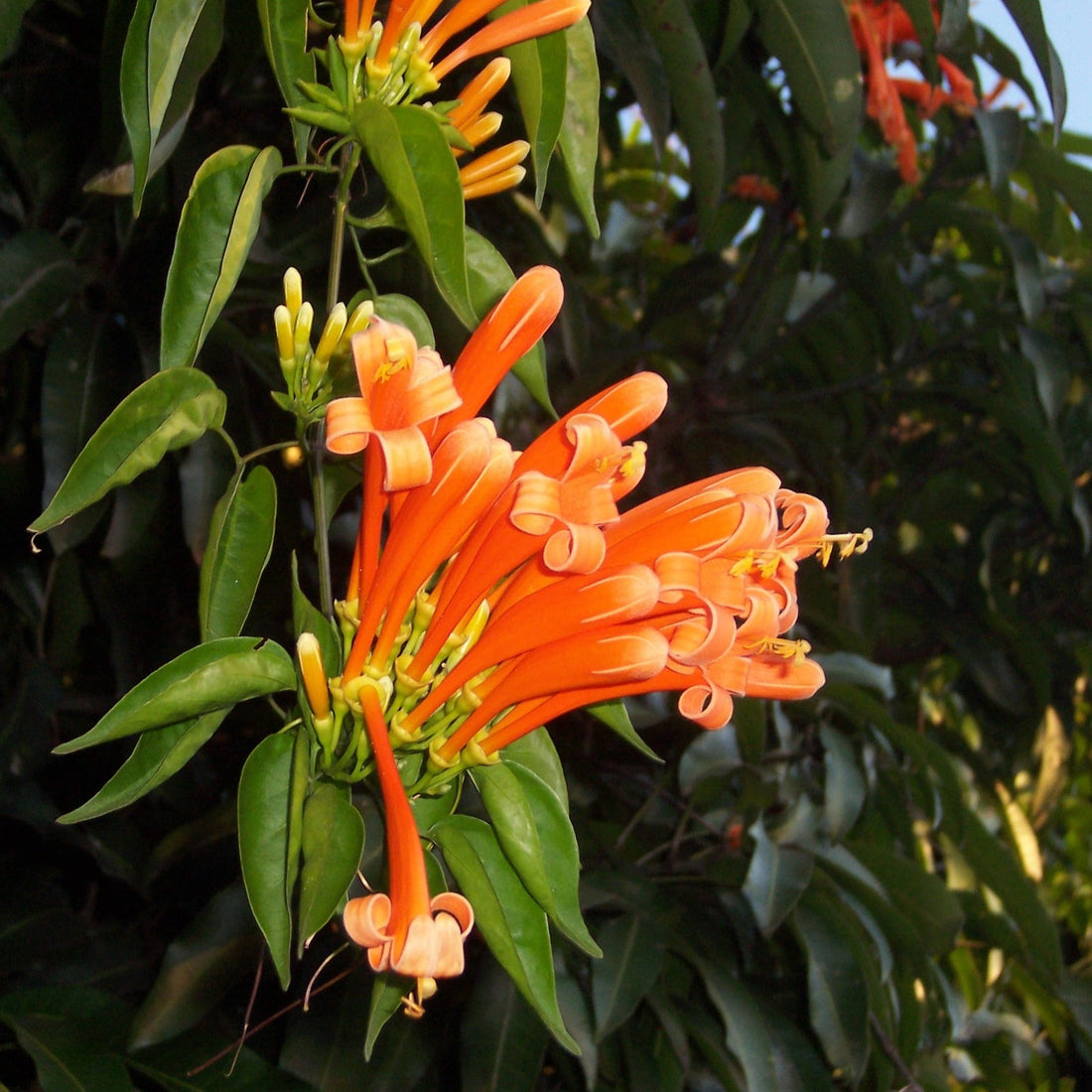 Flaming Trumpet Vine (Pyrostegia Venusta) Creeper/Climber Flowering Live Plant