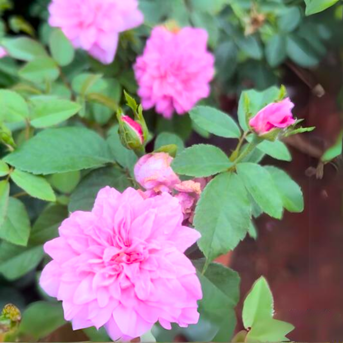 &quot;Queen Elizabeth&quot; Rose Rare Flowering Live Plant