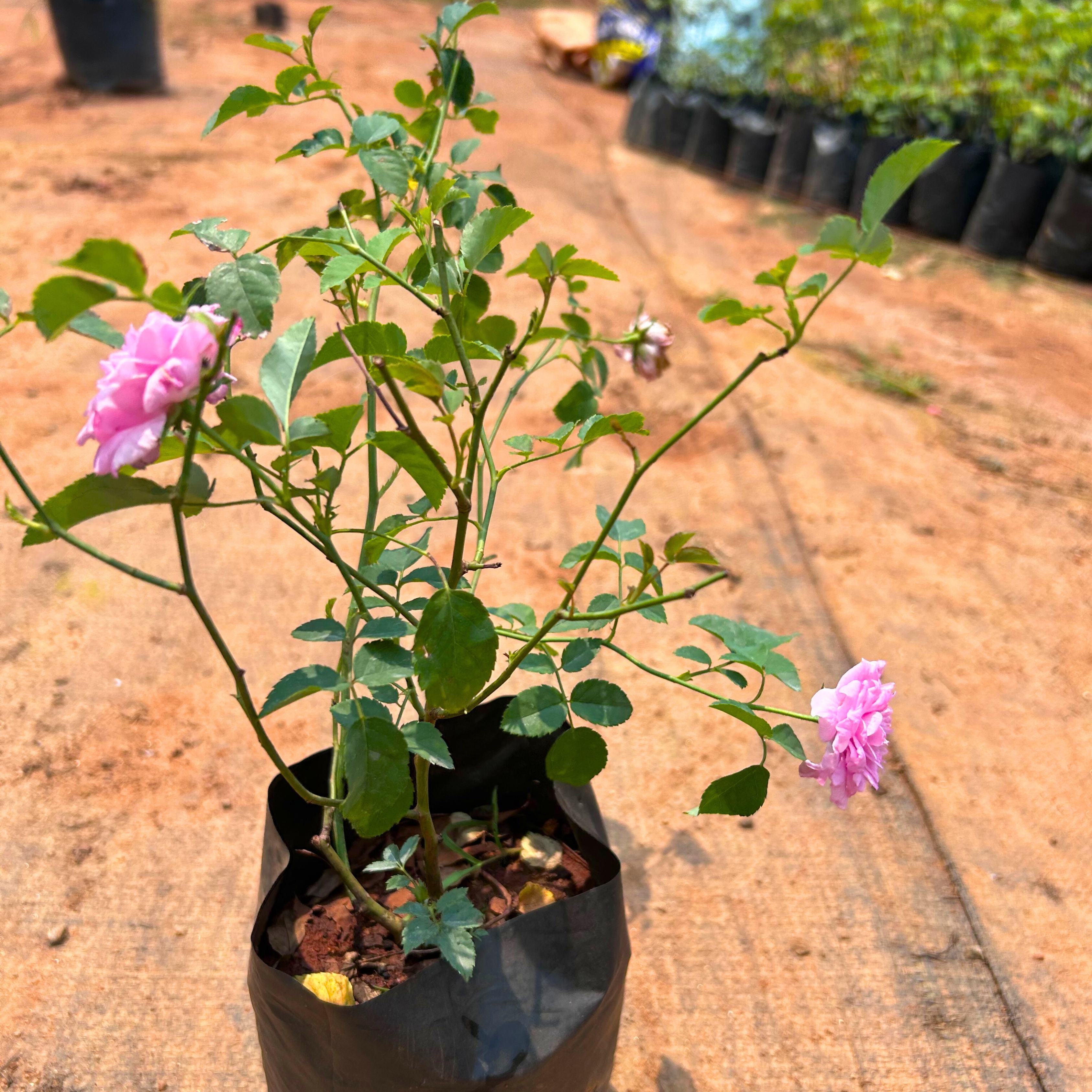 &quot;Queen Elizabeth&quot; Rose Rare Flowering Live Plant