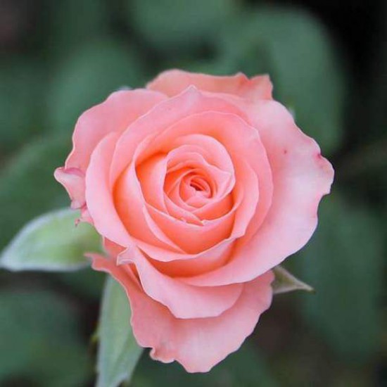 Light Peach Rose Live Plant