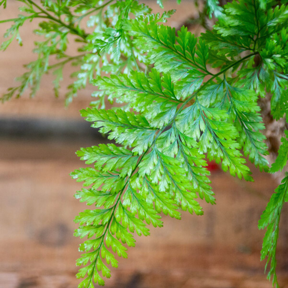 Rabbit Foot Fern (Davallia fejeensis) Indoor / Outdoor Live Plant