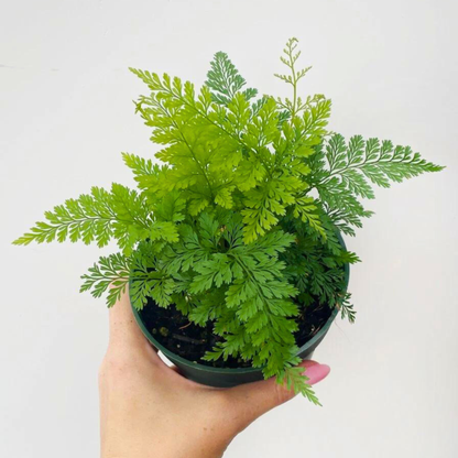 Rabbit Foot Fern (Davallia fejeensis) Indoor / Outdoor Live Plant