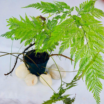 Rabbit Foot Fern (Davallia fejeensis) Indoor / Outdoor Live Plant