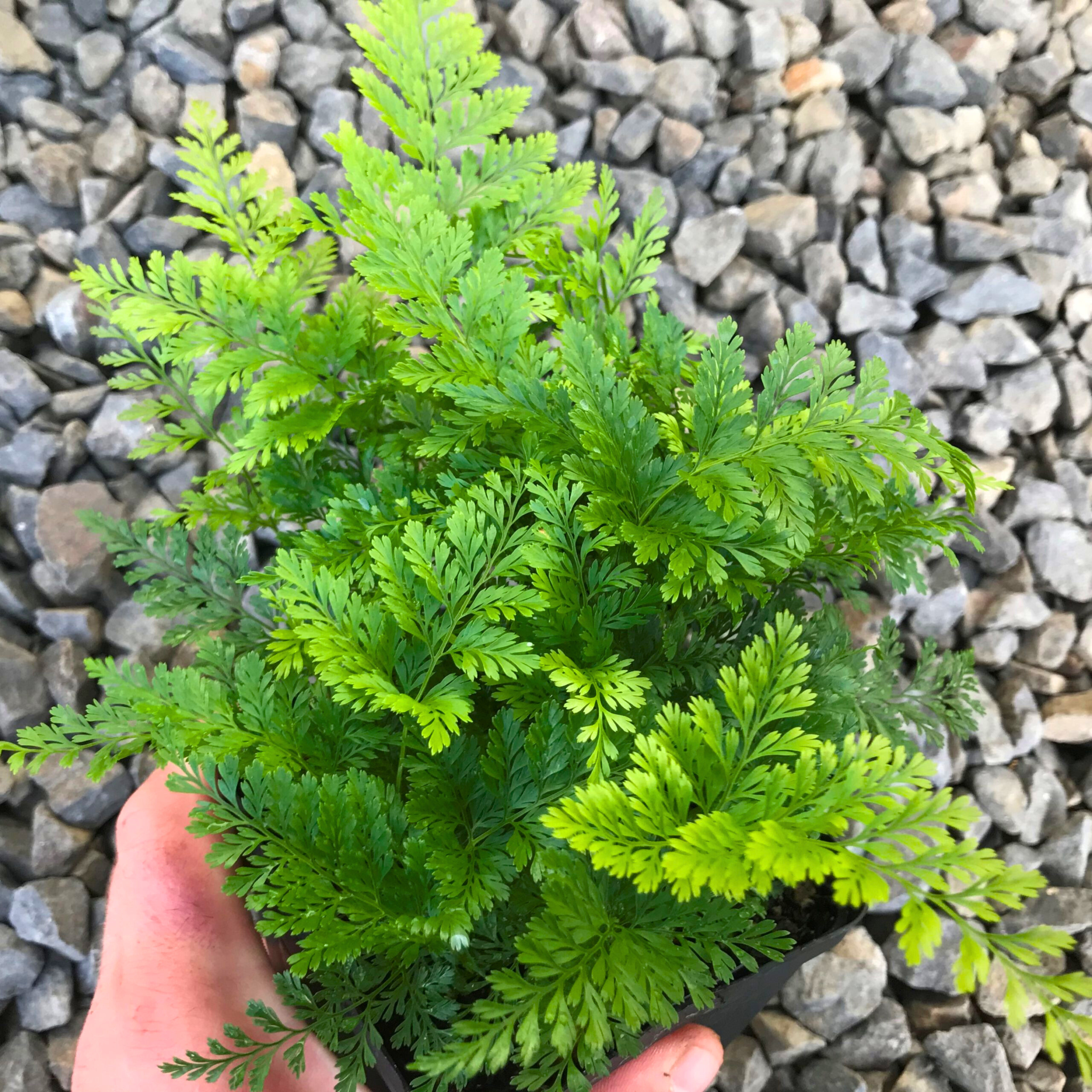 Rabbit Foot Fern (Davallia fejeensis) Indoor / Outdoor Live Plant