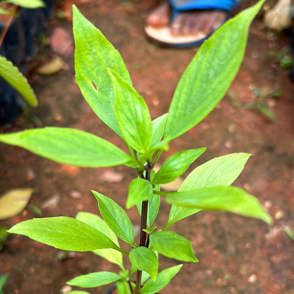 Rama Tulsi (African Basil) Medicinal Live Plant